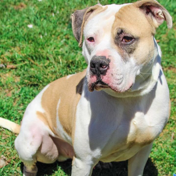 Enoch, an adoptable American Bulldog in Rochester, NY, 14609 | Photo Image 4