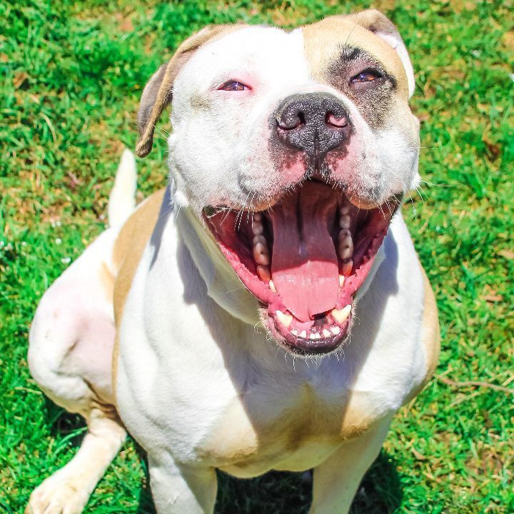 Enoch, an adoptable American Bulldog in Rochester, NY, 14609 | Photo Image 5