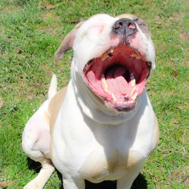 Enoch, an adoptable American Bulldog in Rochester, NY, 14609 | Photo Image 6
