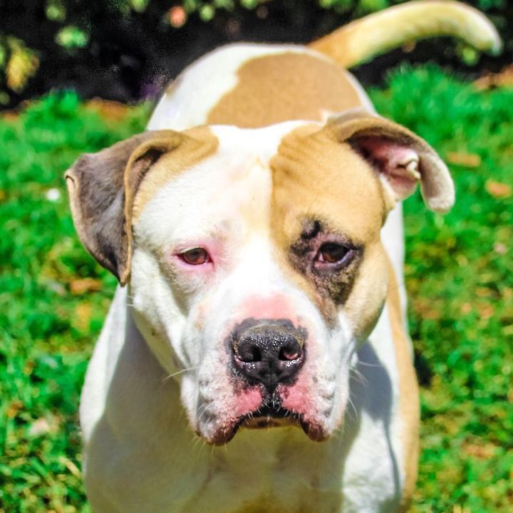 American bulldog for hot sale adoption near me