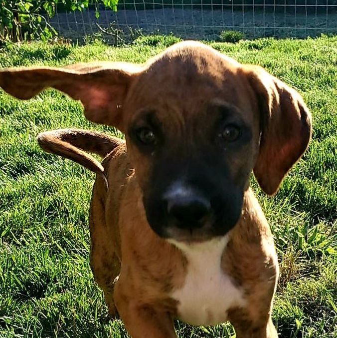 Aero, an adopted Boxer Mix in Schaumburg, IL_image-1