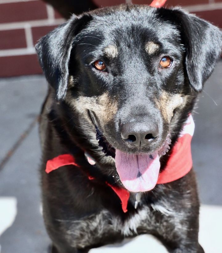 Ophelia, an adopted Shepherd Mix in Palatine, IL_image-1