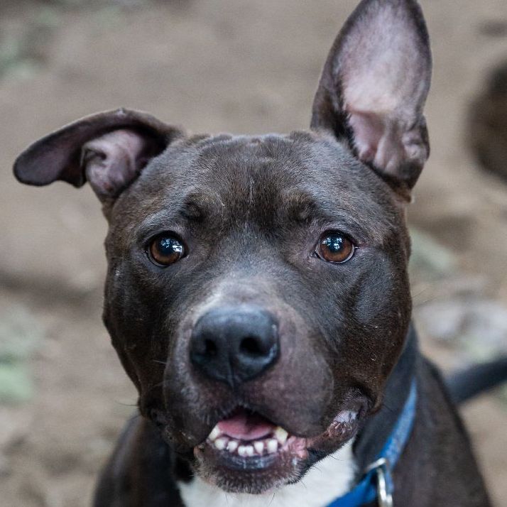 Roscoe, an adoptable Staffordshire Bull Terrier in Rochester, NY, 14609 | Photo Image 1