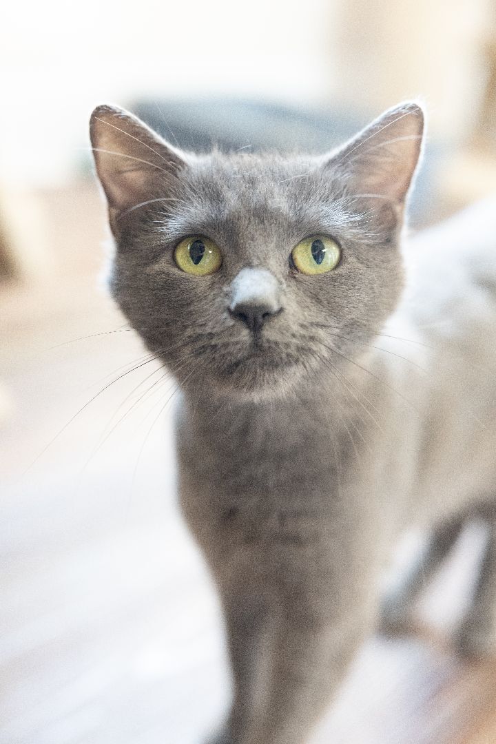McPhee, an adoptable Domestic Short Hair in Naperville, IL_image-1