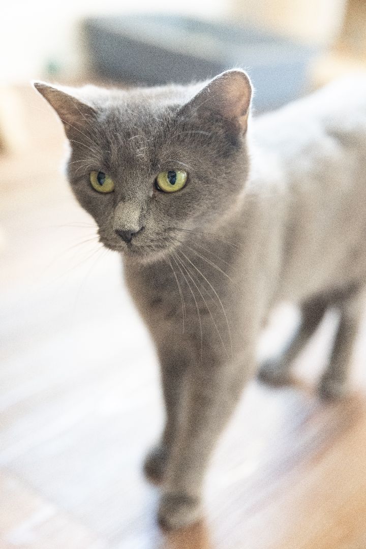 McPhee, an adoptable Domestic Short Hair in Naperville, IL_image-6