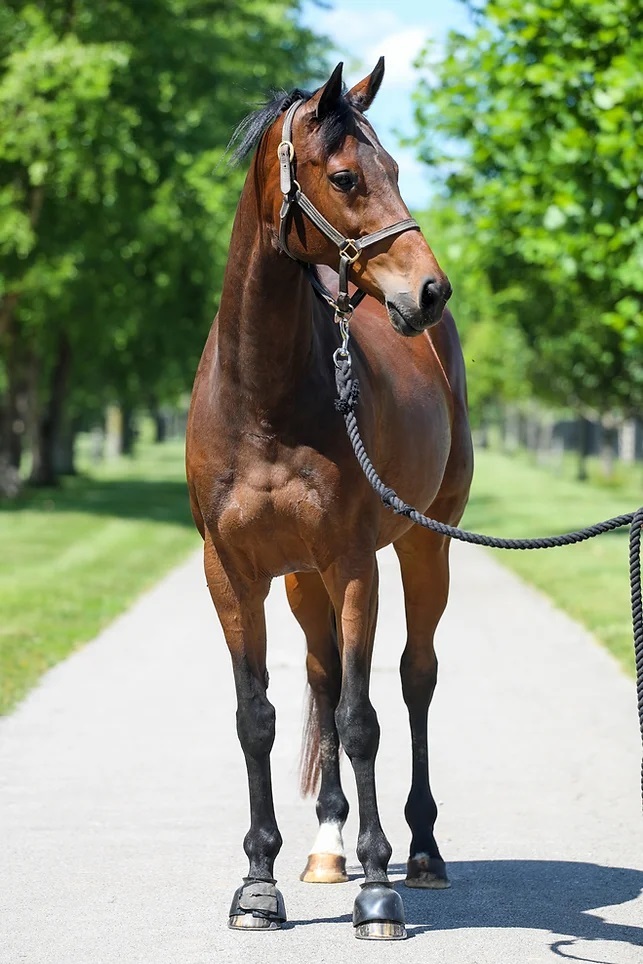 Marie Joelle, an adoptable Thoroughbred in Nicholasville, KY_image-4