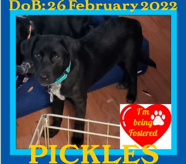 PICKLES - Fostered in Levant, ME
