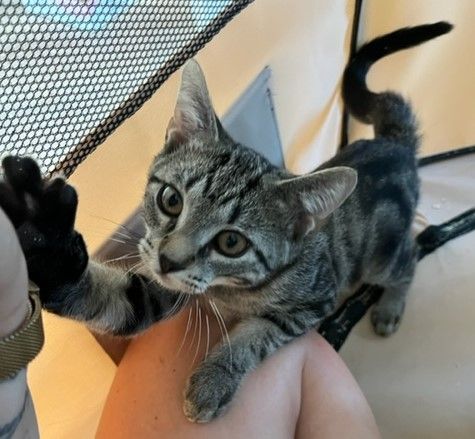 Cat For Adoption Thunder A Domestic Short Hair In Closter Nj Petfinder
