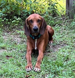 redbone coonhound puppies for sale in florida