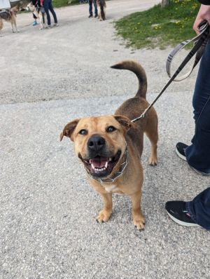 Dog for adoption Sandals a Black Mouth Cur Hound Mix in