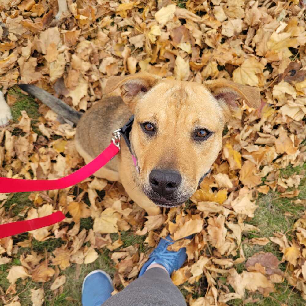 Sandals, an adoptable Black Mouth Cur, Hound in Suamico, WI, 54173 | Photo Image 2