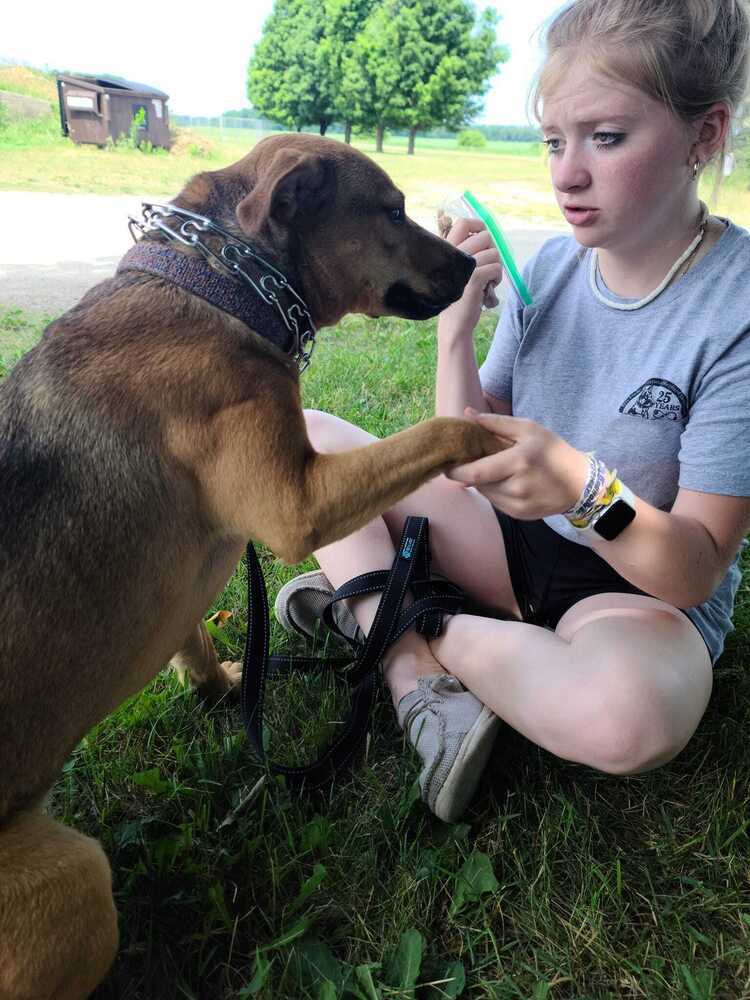 Sandals, an adoptable Black Mouth Cur, Hound in Suamico, WI, 54173 | Photo Image 3