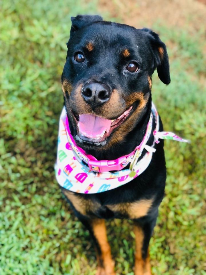 Brandi $50 ADOPTION SPECIAL! 2