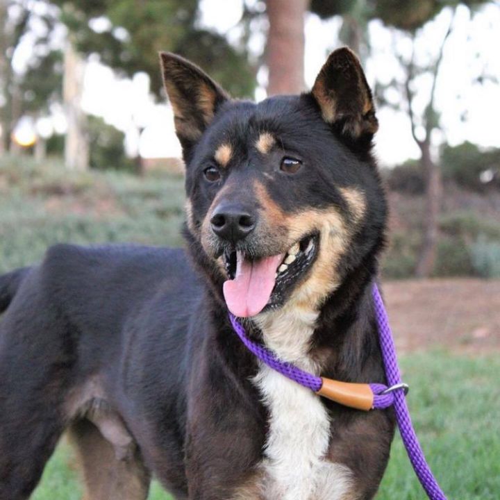 McJoo, an adopted Jindo in Los Angeles, CA_image-1