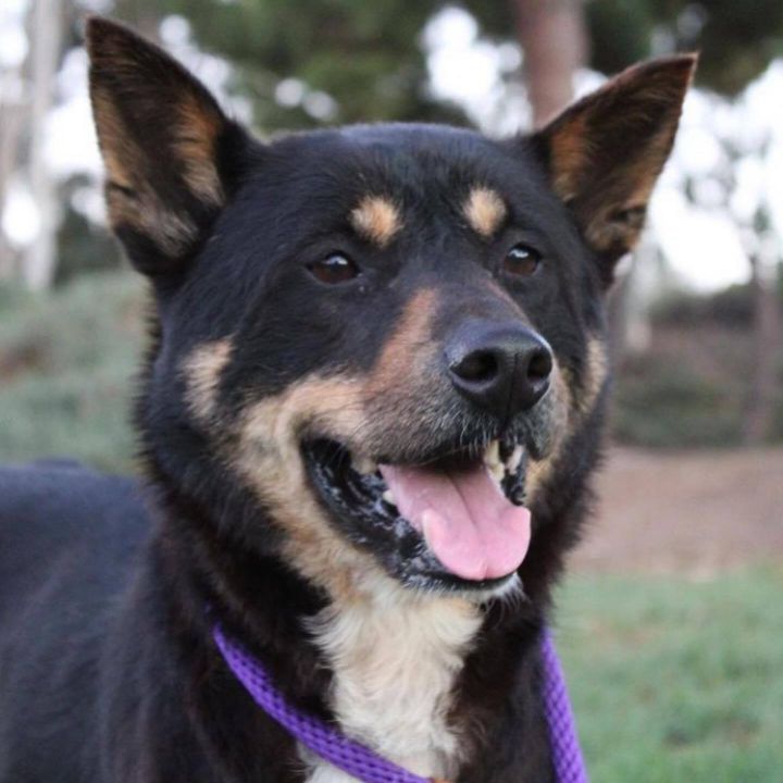 McJoo, an adopted Jindo in Los Angeles, CA_image-3