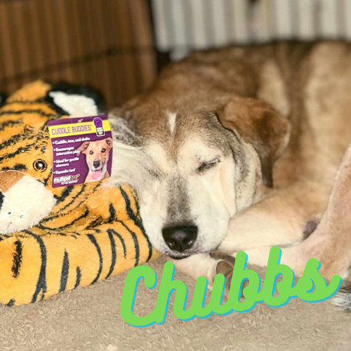 Chubbs *FOSTER NEEDED TOO!