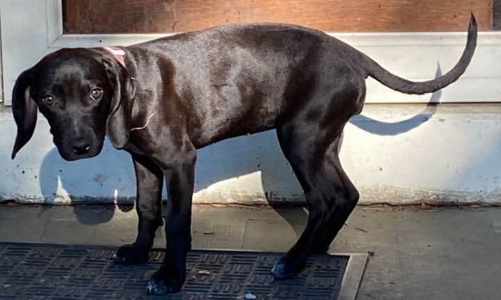 Diane, an adoptable Black Labrador Retriever & Hound Mix in Cincinnati, OH_image-2