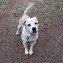 Hank (Senior), an adoptable Labrador Retriever Mix in Albemarle, NC_image-2