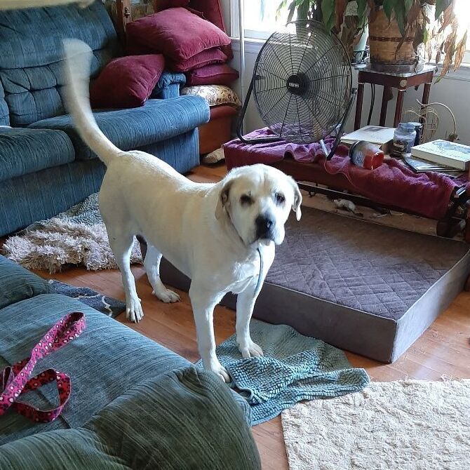 Hank (Senior), an adoptable Labrador Retriever Mix in Albemarle, NC_image-4