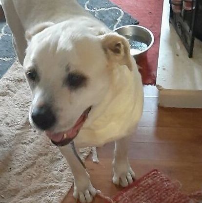 Hank (Senior), an adoptable Labrador Retriever Mix in Albemarle, NC_image-1