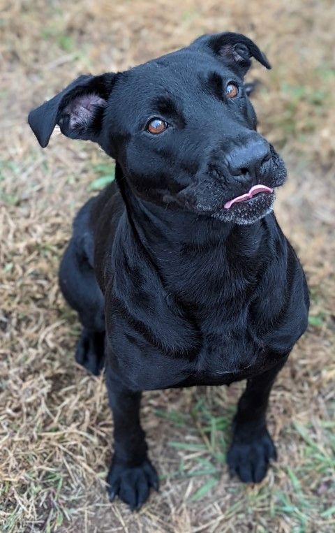 Sally  BAS, an adoptable Labrador Retriever Mix in Lenoir, NC_image-5