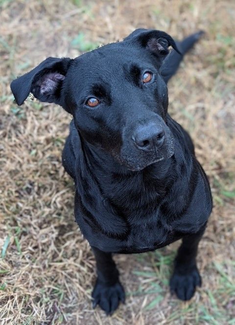 Sally  BAS, an adoptable Labrador Retriever Mix in Lenoir, NC_image-6
