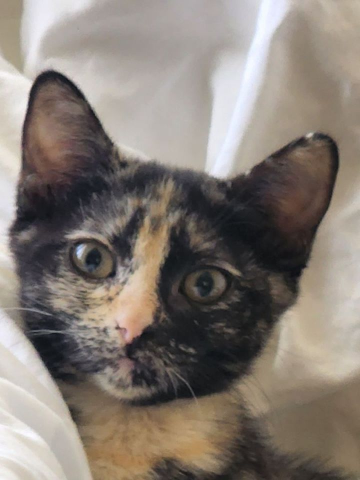 Felicia, an adoptable Tortoiseshell Mix in Mission Viejo, CA_image-1