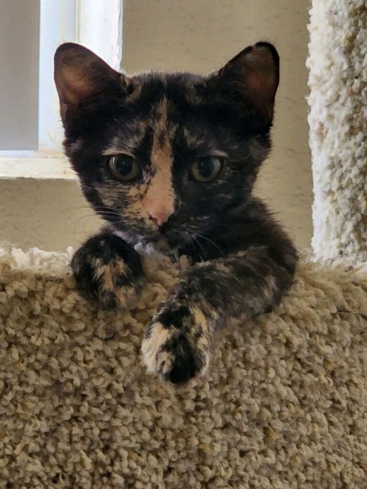 Felicia, an adoptable Tortoiseshell Mix in Mission Viejo, CA_image-4