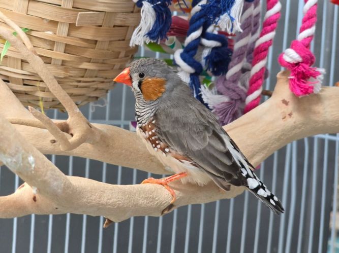 Finch for adoption - Zebra Finches , a Finch in Waukesha, WI | Petfinder