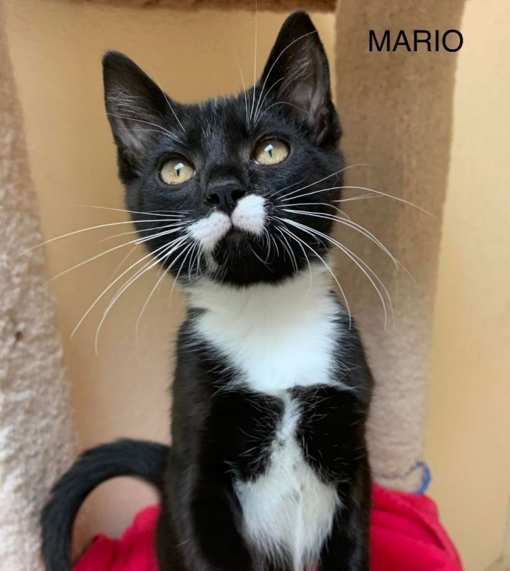 Mario, an adoptable Domestic Medium Hair Mix in Rushville, IL_image-1