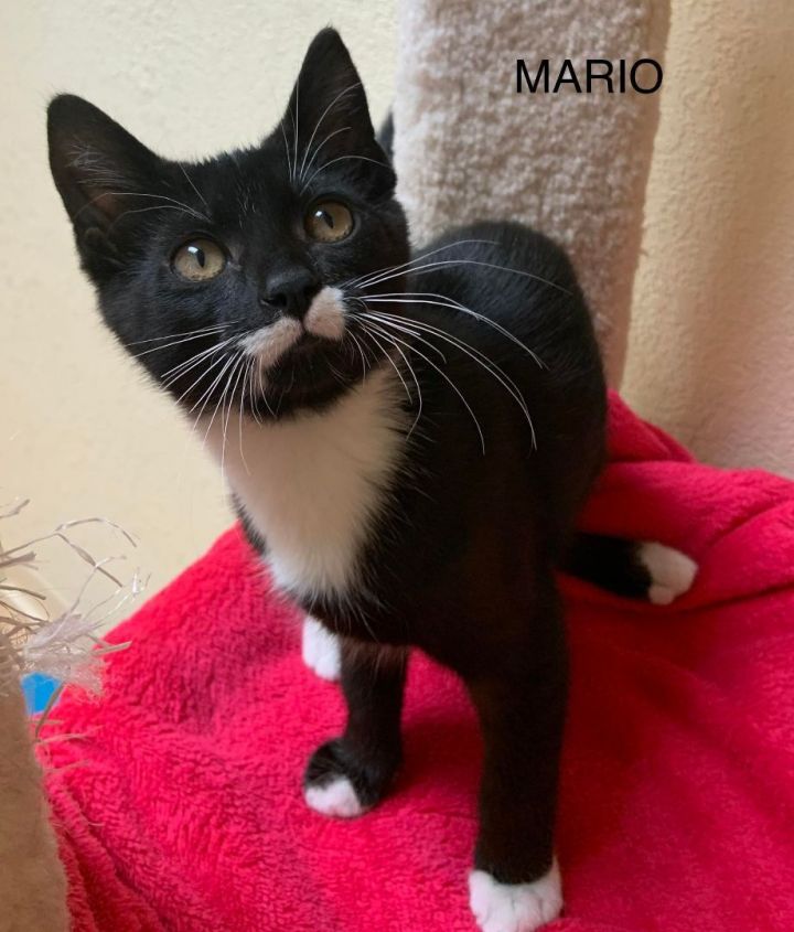 Mario, an adopted Domestic Medium Hair Mix in Rushville, IL_image-2