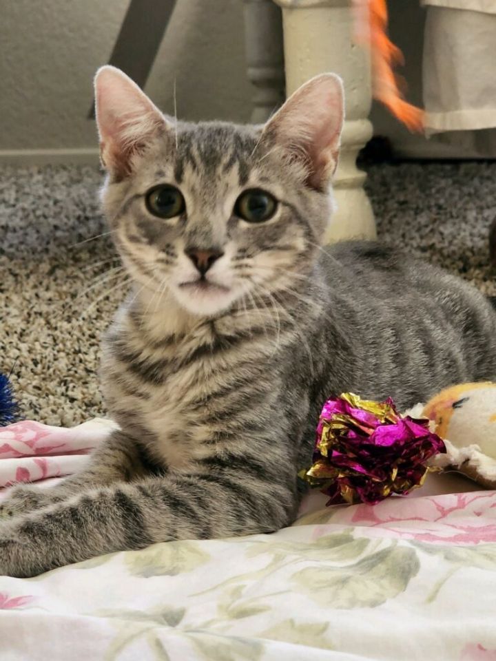 Elvis , an adoptable Tabby Mix in Mission Viejo, CA_image-1