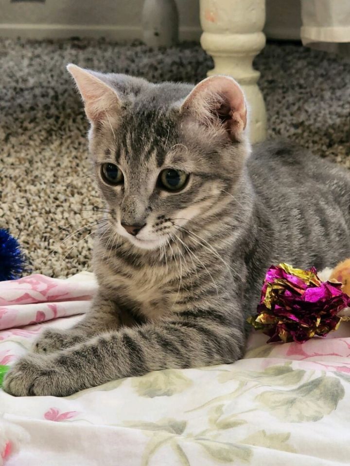 Elvis , an adoptable Tabby Mix in Mission Viejo, CA_image-4