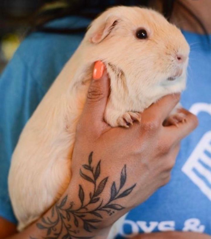 Guinea Pig for adoption Dublin, a ShortHaired in Chatsworth, CA Petfinder