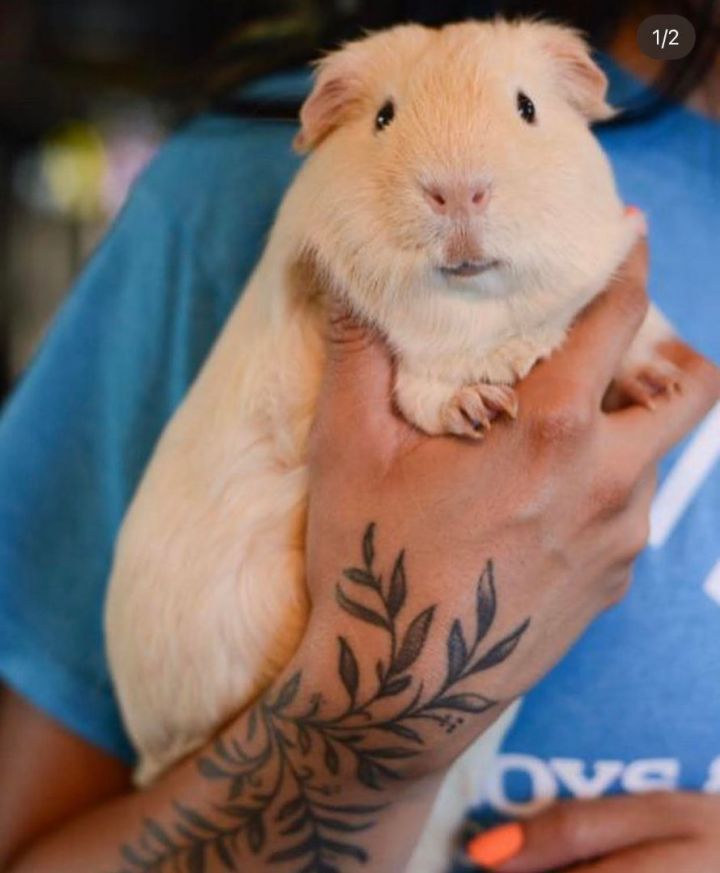 Guinea Pig for adoption Dublin, a ShortHaired in Chatsworth, CA Petfinder