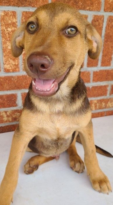Wheeler, an adoptable Terrier & Husky Mix in Lenoir, NC_image-1