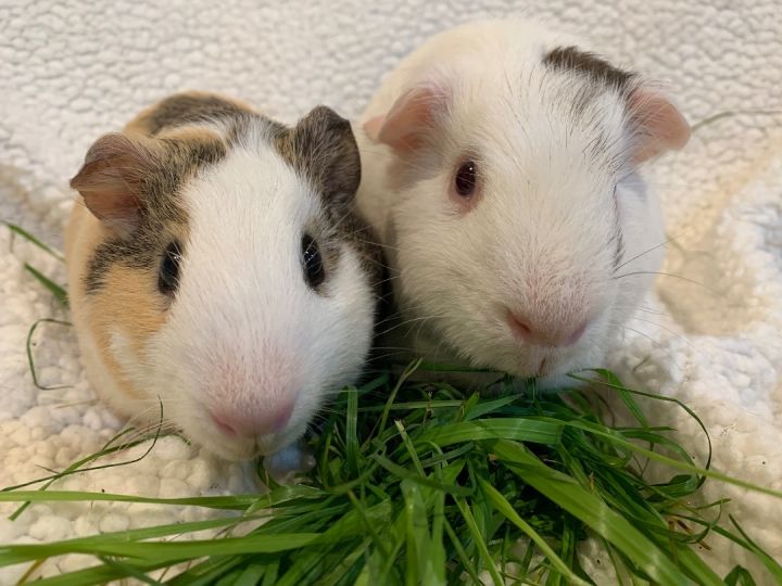 Guinea pigs for sale near outlet me