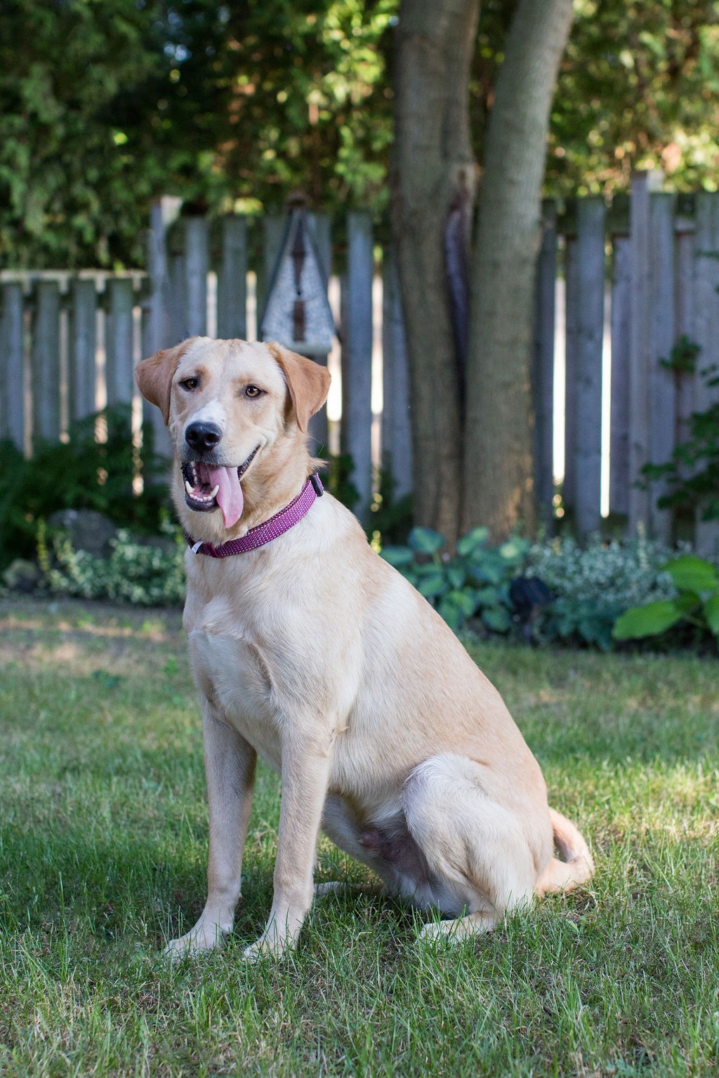 Gunner, an adoptable Yellow Labrador Retriever in Duart, ON, N0L 1H0 | Photo Image 1