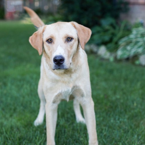 Gunner, an adoptable Yellow Labrador Retriever in Duart, ON, N0L 1H0 | Photo Image 2