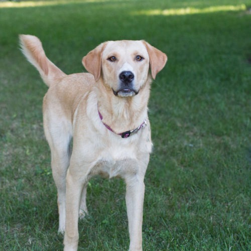 Gunner, an adoptable Yellow Labrador Retriever in Duart, ON, N0L 1H0 | Photo Image 3