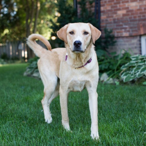 Gunner, an adoptable Yellow Labrador Retriever in Duart, ON, N0L 1H0 | Photo Image 4