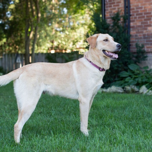 Gunner, an adoptable Yellow Labrador Retriever in Duart, ON, N0L 1H0 | Photo Image 5