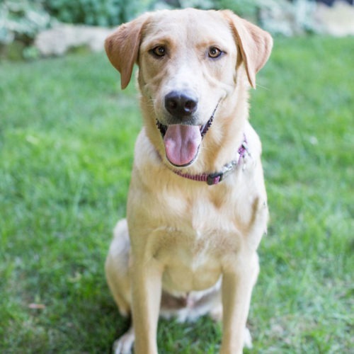 Gunner, an adoptable Yellow Labrador Retriever in Duart, ON, N0L 1H0 | Photo Image 6