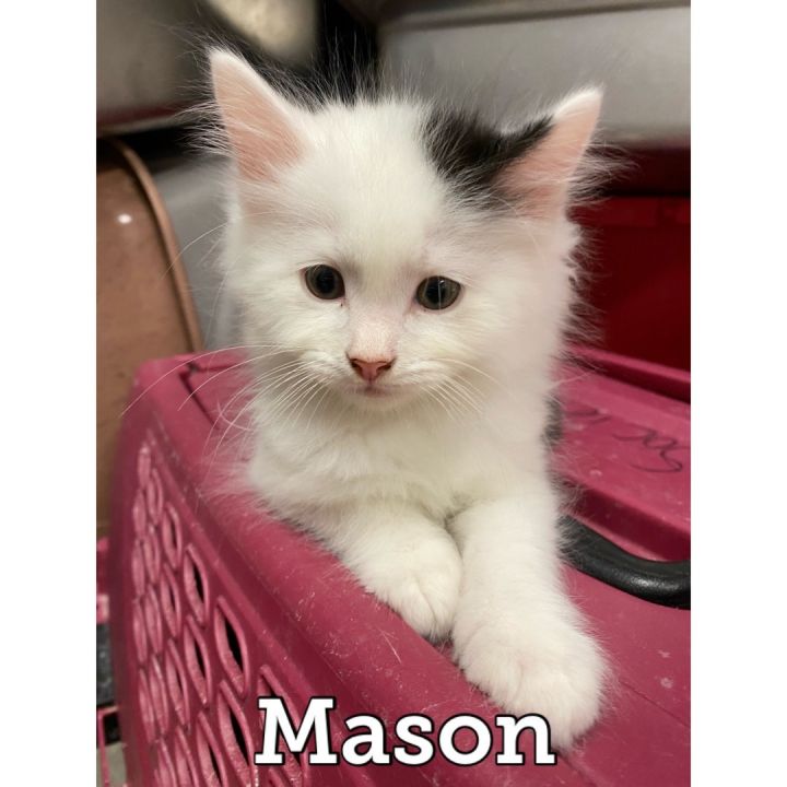Mason 1