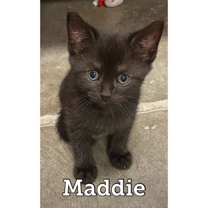 Maddie, an adoptable Domestic Short Hair in Waynesburg, PA_image-2