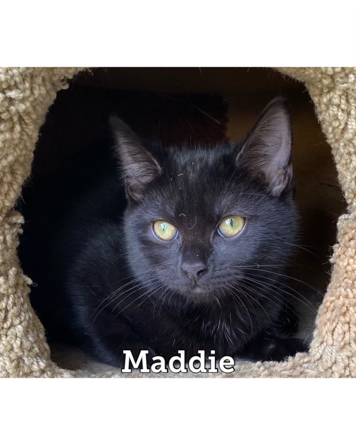 Maddie, an adoptable Domestic Short Hair in Waynesburg, PA_image-1
