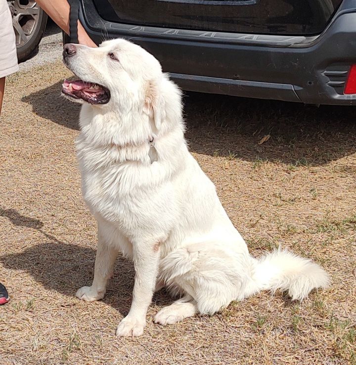 Wilson SAT, an adopted Great Pyrenees Mix in San Antonio, TX_image-3