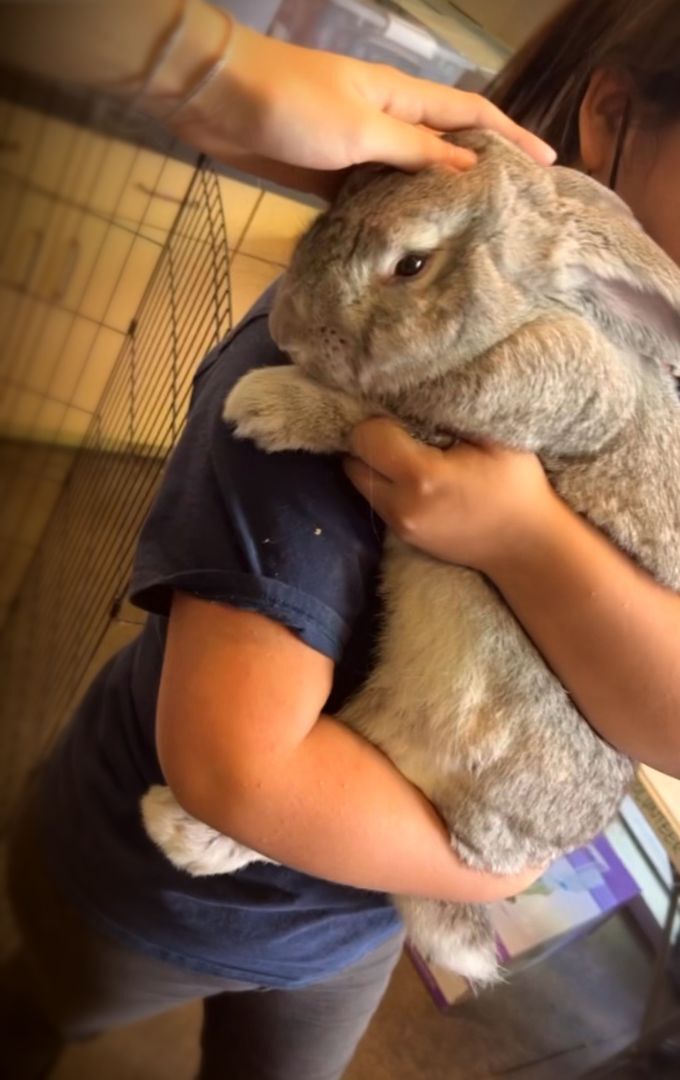 The flemish hot sale giant rabbit