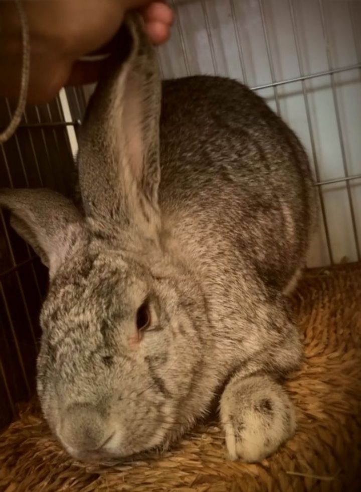 Flemish giant rabbit store california