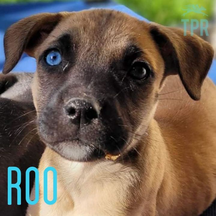 ROO!!!, an adopted Australian Shepherd Mix in Lincoln, NE_image-2